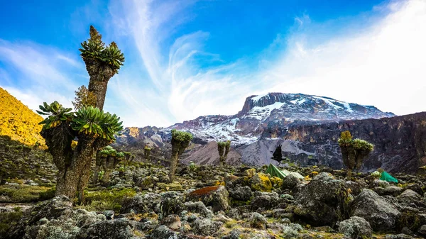 Camping Tents Mount Kilimanjaro Africa — Stock Photo, Image