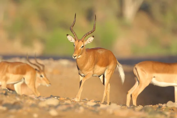 Niedliche Impalas Natürlichem Lebensraum — Stockfoto