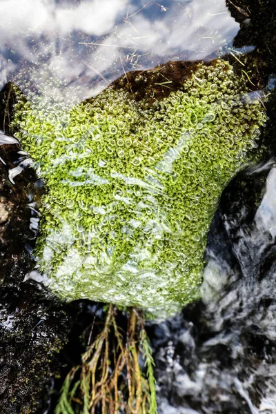 非洲基里马扎罗山的详细情况 — 图库照片