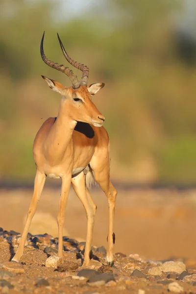 Ritratto Simpatico Impala Habitat Naturale — Foto Stock