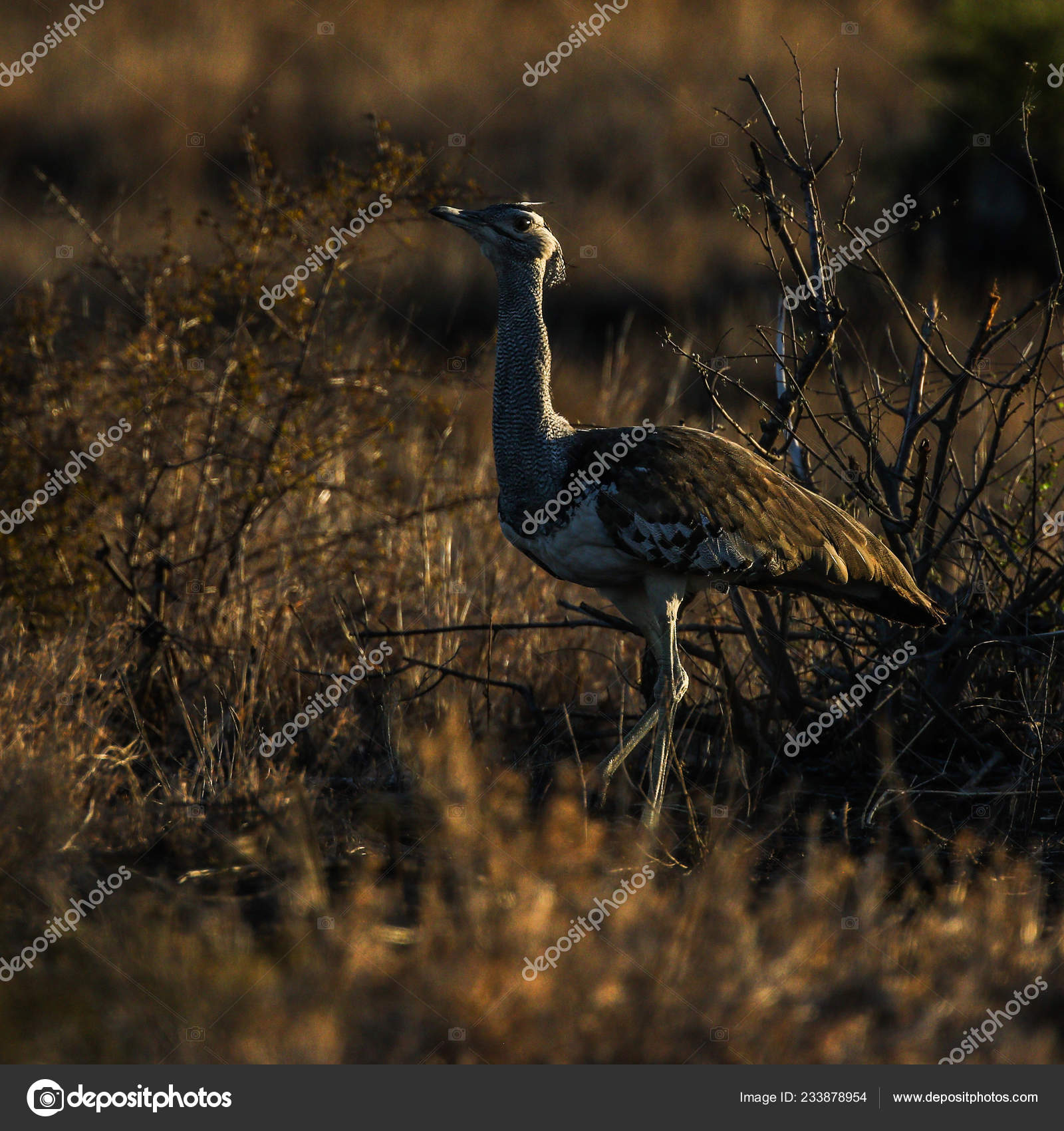 Kori Bustard Bird Strutting Tall Grass Kruger National Park Stock Photo Image By C Jmximages Kori Bustard Bird Strutting Tall Grass Kruger National Park Stock Photo Image By C Jmximages