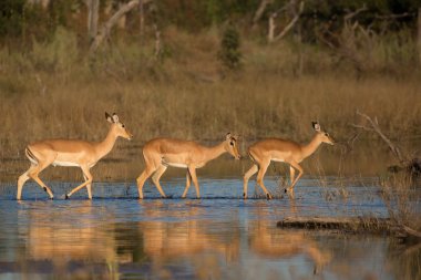 Afrika'da impala antilopları ve su