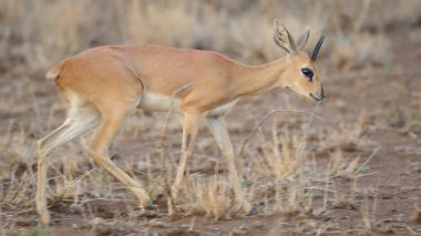 Kruger Milli Parkı'nda küçük steenbok antilop