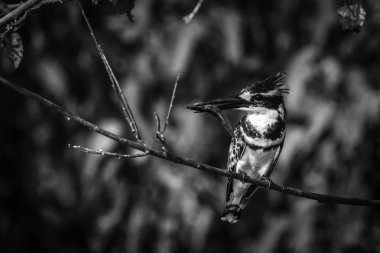 Pied kingfisher dal tünemiş