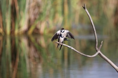 Beyaz boğazlı kırlangıç bir çiftleşme ortak, Marievale, Güney Afrika arıyorsunuz