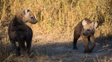 Sırtlan yavruları gün doğumu ışığında kuru mevsimde kir oynayan, Afrika