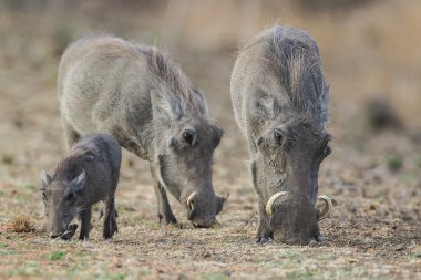 Parent, Güney Afrika ile kuru zeminde yem yaban domuzu