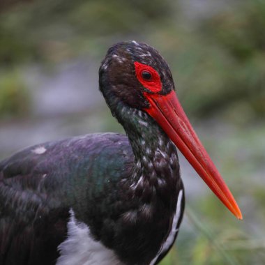 Nehirde kara balıkçıl kuşu, Kruger Ulusal Parkı, Güney Afrika