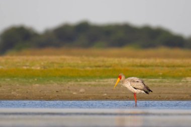 Yellow-billed stork bird at river, Kruger National Park, South Africa