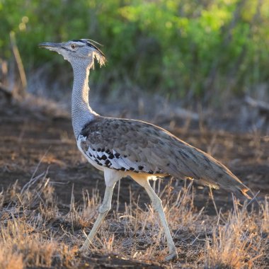 Kori damla kuş uzun otların arasında Kruger National Park çalım