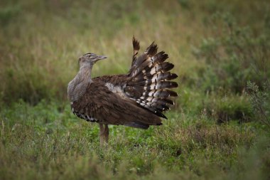 Kori damla kuş uzun otların arasında Kruger National Park çalım