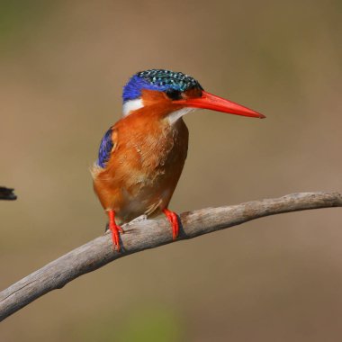 Malachite kingfisher şube tünemiş