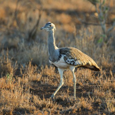 Kori damla kuş uzun otların arasında Kruger National Park çalım