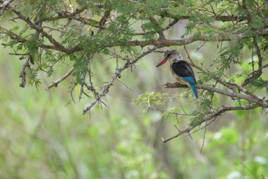 Yeşil ağaçtük gri başlı kingfisher, Güney Afrika