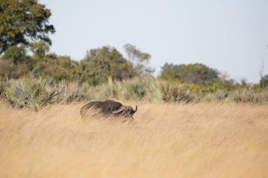 Serengeti 'de büyük bir boğa