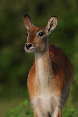 Kruger Milli Parkı'nda küçük steenbok antilop