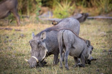 Kuru ot yiyen bebek ve ebeveyn yaban domuzları, Kruger Ulusal Parkı 