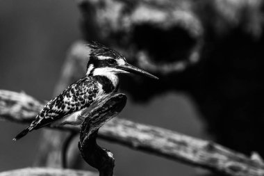 Pied kingfisher dal tünemiş
