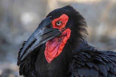 Kırmızı yüz Ground Hornbill portre