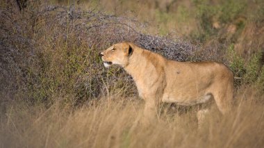 Lioness yürüyüş rağmen uzun boylu Çim Gıda için avcılık, Güney Afrika
