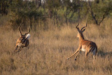 Uzun ot, Afrika impala antilop koç çifti