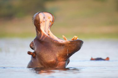 Nehirde su aygırı , Kruger Ulusal Parkı, Güney Afrika 