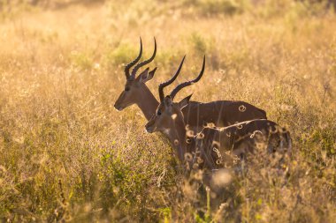 Uzun ot, Afrika impala antilop koç çifti