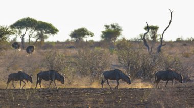 Bir grup vahşi antilop sahada.