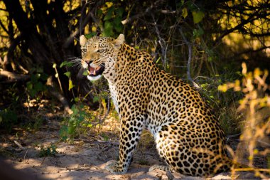 Kayıp yavru kedi, Afrika arama zeminde oturan leopar erkek
