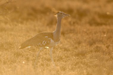 Gün batımında çalılıkta yürüyen devekuşu, Kruger Milli Parkı 