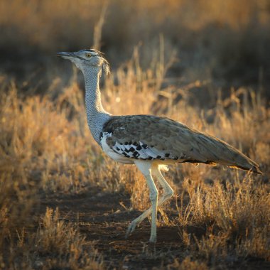 Kori damla kuş uzun otların arasında Kruger National Park çalım