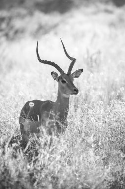 Kruger National Park içinde yürüyüş Impala ram