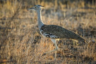 Kori damla kuş uzun otların arasında Kruger National Park çalım