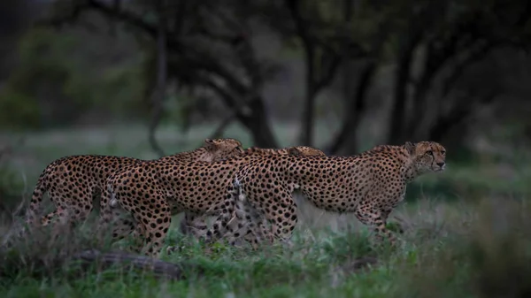 Raro Avvistamento Gruppo Ghepardi Che Preparano Cacciare Insieme Kruger National — Foto Stock
