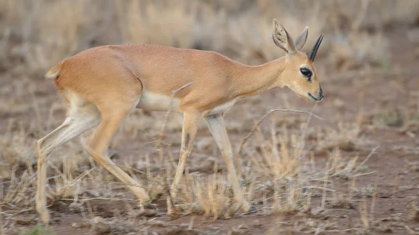 Kleine Steenbok Antilope Nationaal Park Kruger — Stockfoto