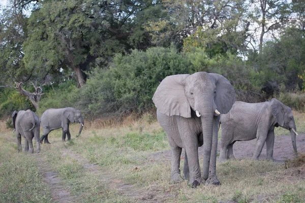 Elefantes Africanos Caminando Por Los Arbustos Parque Nacional Kruger Sudáfrica — Foto de Stock