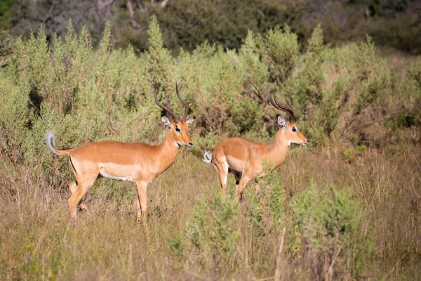 Coppia Antilopi Impala Montoni Erba Lunga Africa — Foto Stock
