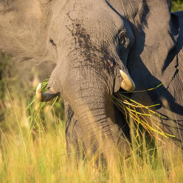 Elefante Africano Comiendo Hierba Creciendo Río Delta Del Okavango Botsuana — Foto de Stock