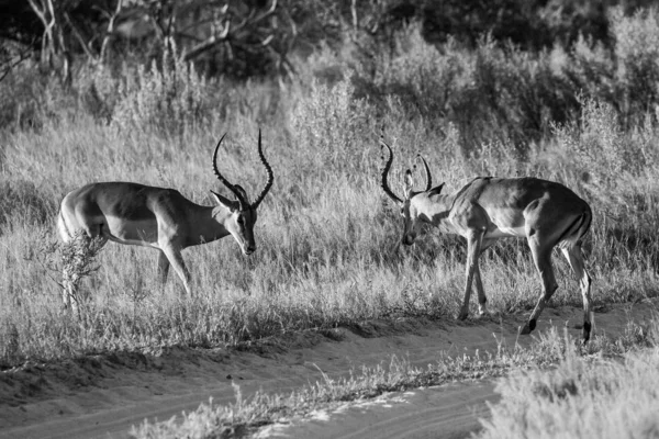 Pair Impala Antelopes Rams Long Grass Africa — Stock Photo, Image