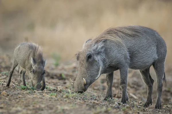 Baby Szülő Varacskos Disznók Étkezési Száraz Kruger Nemzeti Park — Stock Fotó