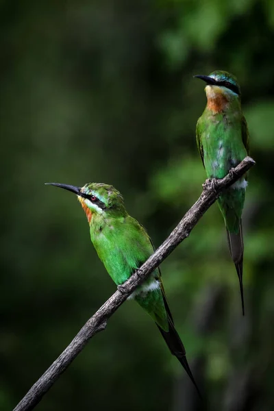 Paar Blauwangige Bienenfresser Die Auf Zweigen Mit Grünem Hintergrund Hocken — Stockfoto