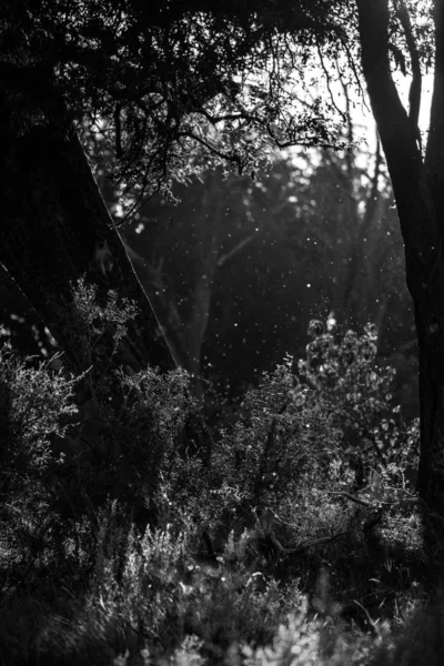 Закат Деревьями Переднем Плане Ясное Небо Заднем Плане Африка — стоковое фото