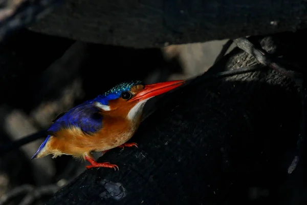 Malaquita Kingfisher Empoleirado Ramo — Fotografia de Stock