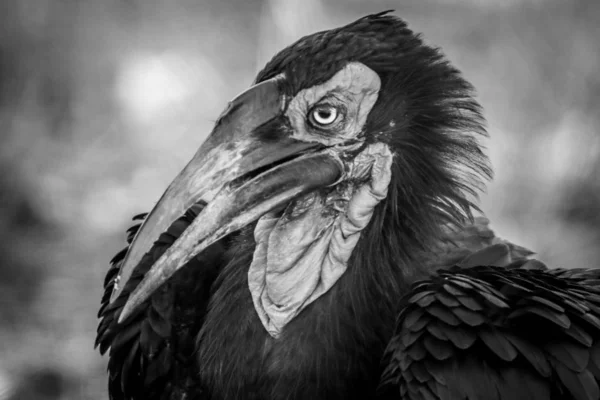 Kırmızı Yüz Ground Hornbill Portre — Stok fotoğraf