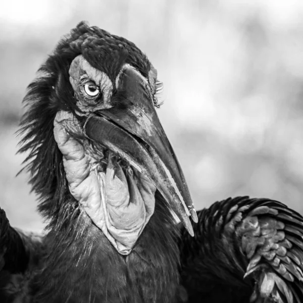 Kırmızı Yüz Ground Hornbill Portre — Stok fotoğraf