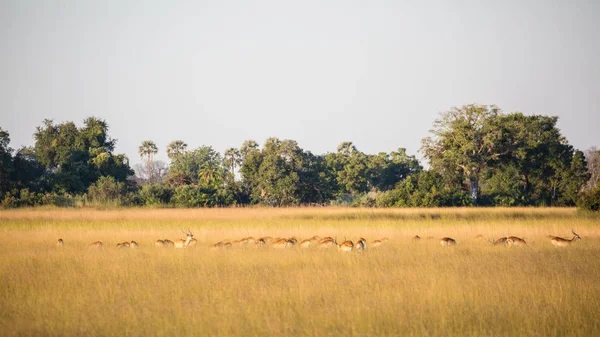 赤いレヒウェアンテロープの家族の群れ ボツワナ アフリカ — ストック写真