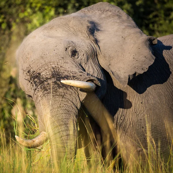 Elefante Africano Comiendo Hierba Creciendo Río Delta Del Okavango Botsuana — Foto de Stock