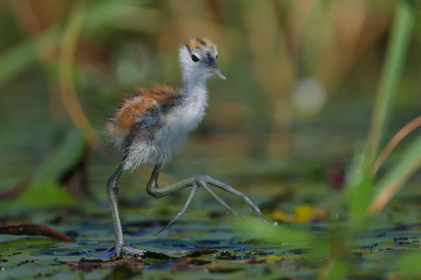 Poussin Jacana Africain Marchant Sur Les Feuilles Lis Sur Rivière — Photo