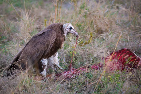 死体を食べる少年フード付きハゲワシ アフリカ — ストック写真