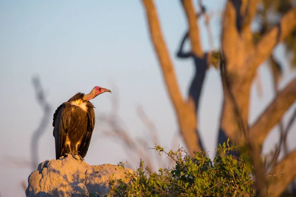Avvoltoio Dalla Schiena Bianca Kruger National Park Sudafrica — Foto Stock
